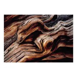 Poster para Parede Old Giant 368x254cm Komar - 1160480012