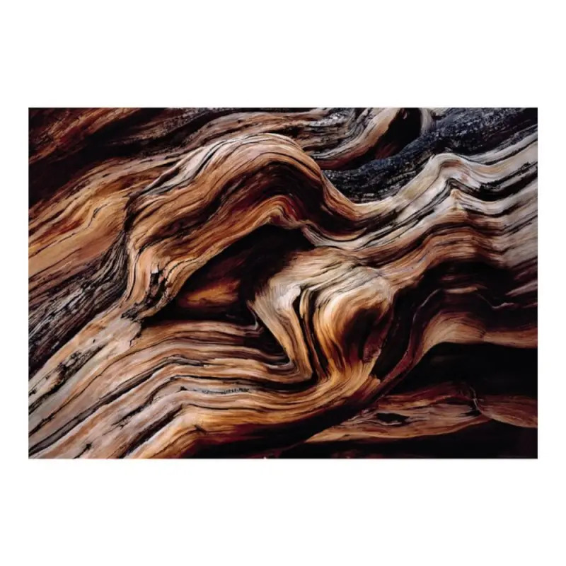 Poster para Parede Old Giant 368x254cm Komar