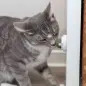 Bola De Catnip C/ Suporte Ø5 Cm Trixie