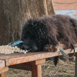Max & Molly - Trela Multi "popcorn" tam. Xs Max&Molly - 1040220903