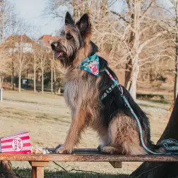 Max & Molly - Trela Multi "popcorn" tam. Xs Max&Molly #2 - 1040220903