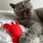 Beco Catnip Toy - Caranguejo BecoPets