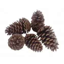 Saco de Pinhas 3kg CarvoAveiro - 1440060001