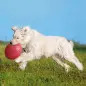 Disco/Frisbee Flutuante em Borracha Natural