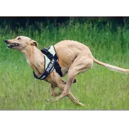Peitoral "julius-k9 Idc" 4/xxl 96-138 Cm attila   Trixie #1 - 1040180773