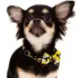 Laço Snoopy amarelo/c.b. - Tam. S Snoopy Laço Snoopy amarelo/c.b. - Tam. S Snoopy