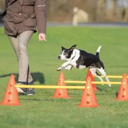 Conjunto De Obstaculos  P/ Agility Ø 23x30/78 Cm Trixie - 1040061139