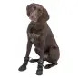 Bota Protectora "walker Active Long" P/ Caes - Tam .  Trixie