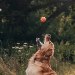 Beco Fetch Ball Laranja BecoPets #2 - 1040061431