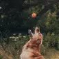 Beco Fetch Ball Laranja BecoPets