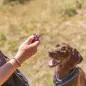 Sporting Clicker p/ Treino De Caes Trixie