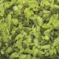 Areao Colorido verde Mix 1 Kg » Superfish