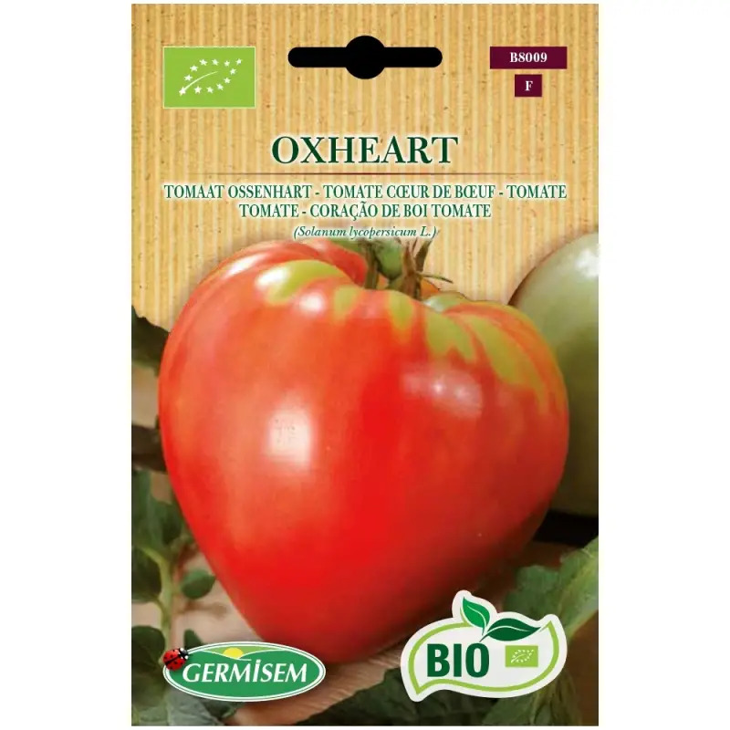 Sementes de Tomate Coraçao de Boi Casa Cesar Santos