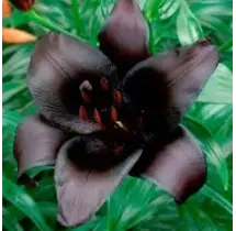 Bolbo Lilium Negro - 1570020039
