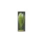 Planta Decorativa 20cm Amazon Sword para Aquário Marina