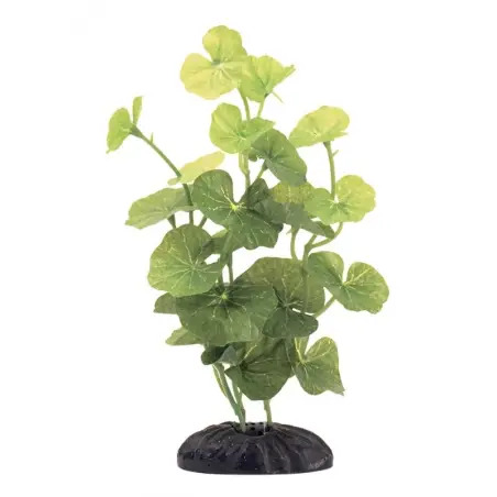 Planta Decorativa Hydrocotyle Leucocephala 15cm para Aquário Marina Marina