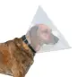 Cone Veterinario para Cães Nº3