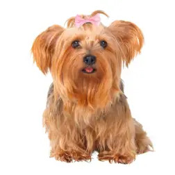 Ganchos P/ "yorkshire Terrier" emb. C/ 10 Trixie Trixie