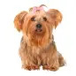 Ganchos P/ "yorkshire Terrier" emb. C/ 10 Trixie