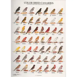 Poster Canarios Cor 1 color Bred Canaries 1 Van Keulen Van Keulen
