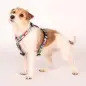 Max & Molly - Peitoral "missy Pop" tam. S Max&Molly Max & Molly - Peitoral "missy Pop" tam. S Max&Molly