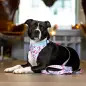 Max & Molly - Trela Multi "cherry Bloom" tam. M Max&Molly Max & Molly - Trela Multi "cherry Bloom" tam. M Max&Molly