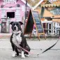 Max & Molly - Trela Multi "strawberry Dream" tam. Max&Molly Max & Molly - Trela Multi "strawberry Dream" tam. Max&Molly