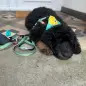 Max & Molly - Bandana "ducklings" - S Max&Molly