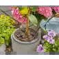 Conjunto Rega AquaBloom Gardena