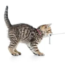 Max & Molly - Coleira C/ Id Tag "leopard Pink" P/  Max&Molly Max&Molly