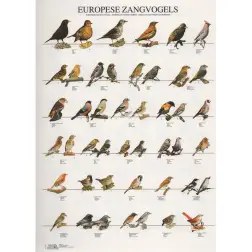 Poster Aves De Canto Da Europa europese Zangvoge Van Keulen Van Keulen