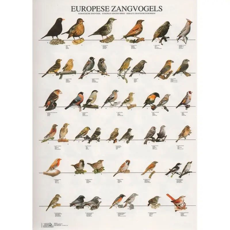 Poster Aves De Canto Da Europa europese Zangvoge Van Keulen