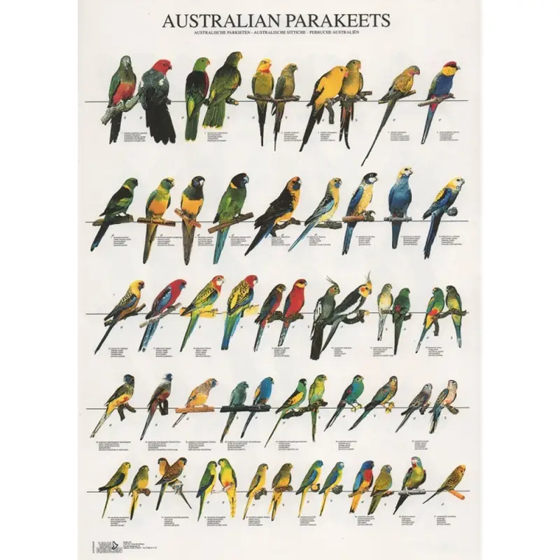 Poster Psitacideos Da Australia australian Parak Van Keulen