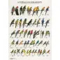 Poster Psitacideos Da Australia australian Parak Van Keulen