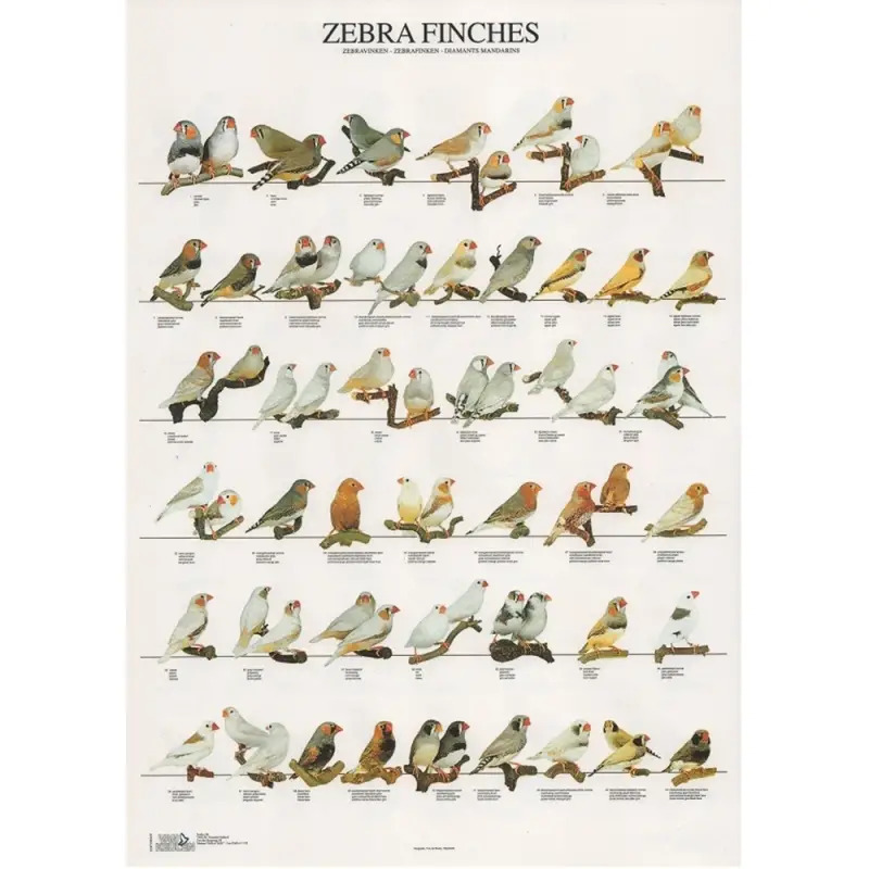 Poster Mandarins zebrafinches Van Keulen