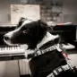 Max & Molly - Peitoral "piano" tam. Xs Max&Molly Max & Molly - Peitoral "piano" tam. Xs Max&Molly