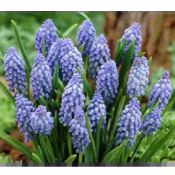 Bolbo de Musari Valpec - 1570020014