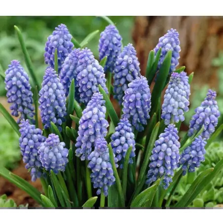 Bolbo de Musari Valpec - 1570020014