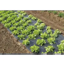 Filme Microperfurado para Cultivo Terrafilm 1,4x10mt Nortene Nortene
