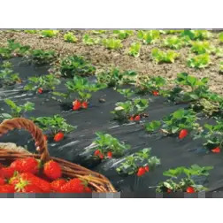 Filme para Cultivo de Morango Fresafilm 1,4x10mt Nortene Nortene