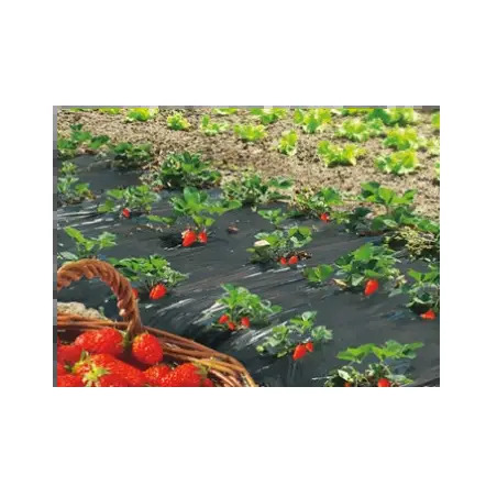 Filme para Cultivo de Morango Fresafilm 1,4x10mt Nortene Nortene